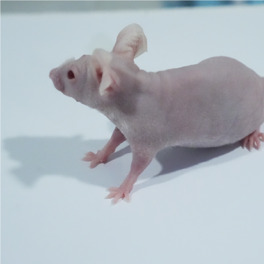 移植性肺癌動物模型