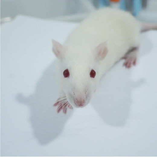 妊娠期高血壓動物模型