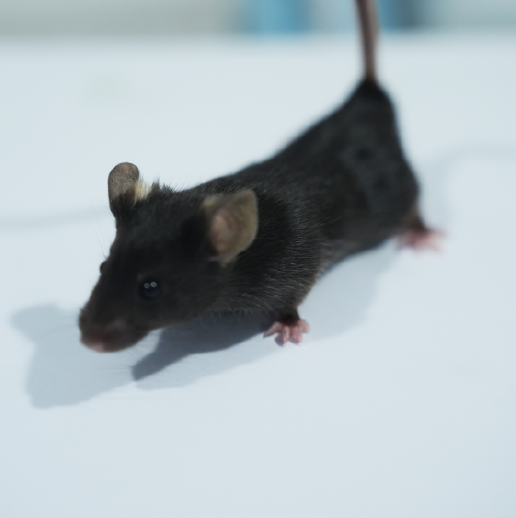 創(chuàng)傷性腦損傷動物模型