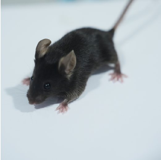 肝纖維化動物模型