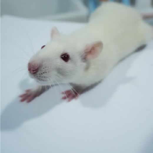 骨關(guān)節(jié)炎動物模型