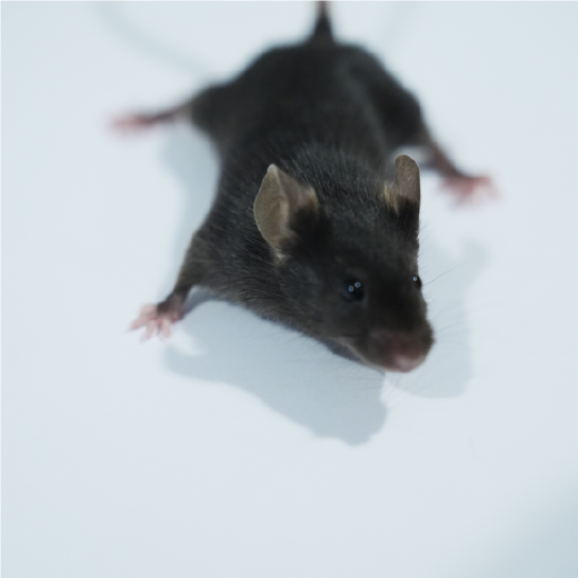 卵巢早衰動物模型